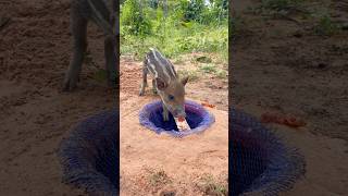 Amazing Creative Wild Pig Trap with Nets and deep hole animals shortvideocamping trapboar2024 [upl. by Inilam472]