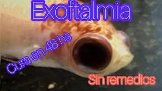 OJO HINCHADO  exoftalmia  EN PEZ BETTA [upl. by Towne]