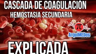 CASCADA DE COAGULACIÓN O HEMOSTASIA SECUNDARIA EXPLICADA by ArquiMED [upl. by Albur]