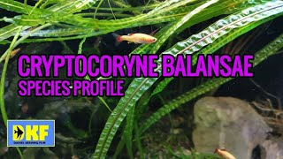 Cryptocoryne Balansae species profile [upl. by Nikolos303]