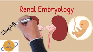 Kidney EmbryologyCongenital Defects part 1 Simplified for USMLE COMLEX amp NCLEX [upl. by Alrac]