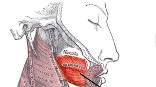 Buccinator Muscleits location functions amp Disorders [upl. by Surtimed171]