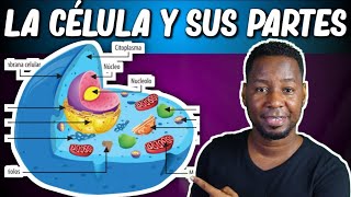 LA CÉLULA  PARTES Y FUNCIONES  Corto y entretenido [upl. by Brelje699]