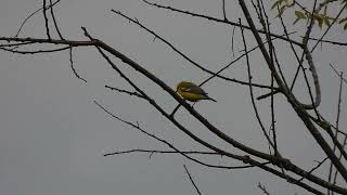 Bluewinged Warbler singing Goldenwinged style song [upl. by Notxap]