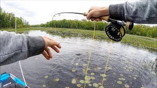 Bowfin on the FLY Fishing Close Quarters [upl. by Sperry]