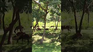 Herd of deer forest [upl. by Bruyn]