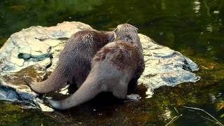 Mating Otters  Wetlands London [upl. by Basir707]