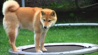 Oscar on trampoline [upl. by Noslrac782]