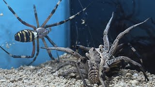 Wolf Spider VS 2 Wasp Spiders [upl. by Samau692]