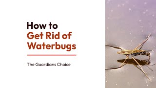 4 Ways to Get Rid of Waterbugs  How to Get Rid of Waterbugs  The Guardians Choice [upl. by Akined143]