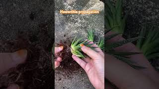 haworthia propagation [upl. by Irahcaz606]