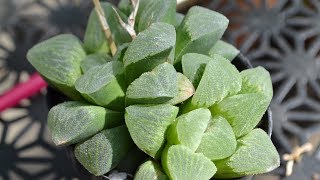 Haworthia Facts And Identifications [upl. by Gnilrets]