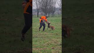 Belgian shepherd malinois Kira [upl. by Aleit]