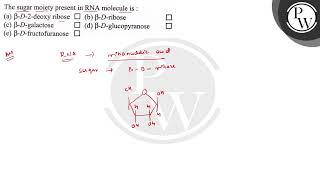 The sugar moiety present in RNA molecule is  a β  D2deoxy ribose b β  Dribose c β  D [upl. by Ingar]