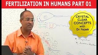 Fertilization in Humans  Conception  Embryology  18 [upl. by Aleyam]