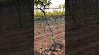 Best low budget grape trellis grapetree grape gardening fruit [upl. by Red]