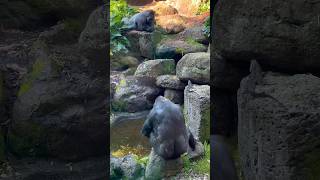 Gorilla moving Nest gorilla silverback [upl. by Coop]