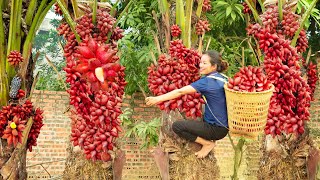 Harvesting Snake Fruit Salacca fruit Cook delicious minced Meat stew Goes to the market sell [upl. by Yeargain]