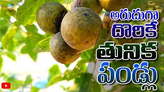 Tuniki Pandu  Tuniki Kaya  Tendu Fruit  Wild Fruits  Telugu  Ravi Gomango [upl. by Issej]