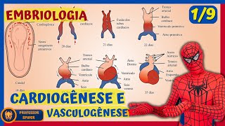 Aula Embriologia  Embriogênese Cardíaca  19 [upl. by Johiah]