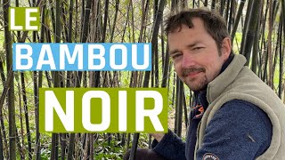 Le bambou noir estil lami des jardinsforêts [upl. by Shaer793]