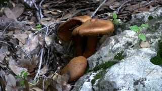 jackolantern mushroom  פטרית בר  טבורית הזית [upl. by Wiburg957]