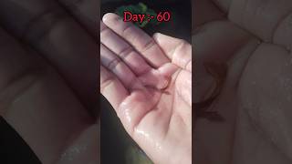 Guppy fish growth 1 day to 2 months Viral fish growth video psallpets PratheekPShetty [upl. by Assadah]