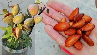 Almond How to grow Almond tree at Home Almond [upl. by Trillbee]