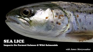 SEA LICE Impacts on farmed salmon and wild salmonids [upl. by Joshuah]