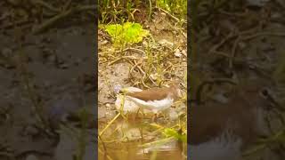 Common Sandpiper natureworlds shortsvideo [upl. by Ydderf]