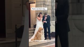 An Unlikely Wedding Crasher Priest’s Dog Joins the Ceremony [upl. by Jensen]