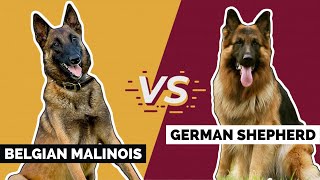 Belgian Malinois Vs German Shepherd Which is Better [upl. by Deloria931]