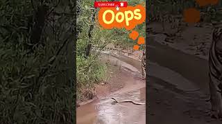 What Happens When a Tiger Hunts a Turtle in the Wild tiger animalshorts wildlife [upl. by Nagol]