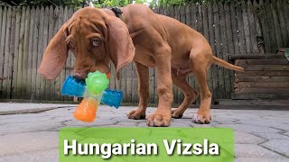 WHY DID I GET A VIZSLA [upl. by Sheba]