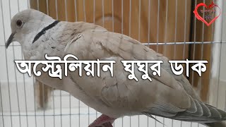 ঘুঘু পাখির ডাক  Australian Dove Sounds [upl. by Nasho]