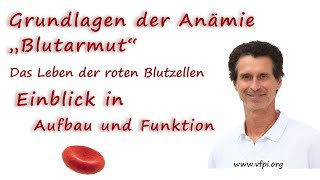 Grundlagen der Anämie  Blutarmut  die roten Blutzellen  Eigenschaften und Funktion [upl. by Anaiq]