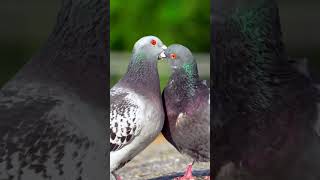 Pigeon exchanging food youtube youtubeshorts ytshorts piegeon birdslover [upl. by Noeled]