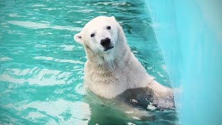 キロル 死ぬ｜RIP Polar bear Kiroru 釧路市動物園 ホッキョクグマ しろくま シロクマ [upl. by Noeled235]