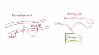 Introduction to Viral Meningitis Encephalitis and Meningoencephalitis [upl. by Kcirderfla92]