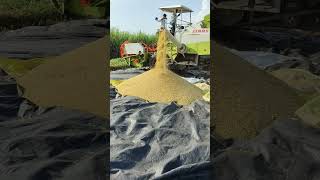 Soybean Harvesting Process [upl. by Leugim]