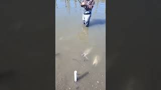 last year Samish river kingsfishing pnw youtubeshorts fish pnwshorts cohosalmon kingsalmon [upl. by Nosirrag]