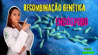 MICROBIOLOGIA  Recombinação genética conjugação transdução transformação endósporo [upl. by Arag]