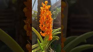 Ascocentrum Miniatum [upl. by Oza]