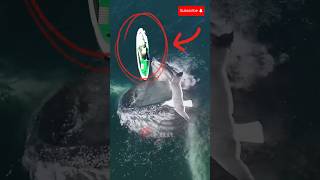 AMAZING GIANT WHALE ALMOST SWALLOWS THIS PADDLE SURFER paddlesurfer amazing [upl. by Hanako25]