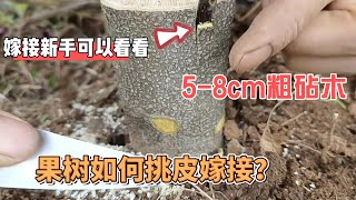 果樹如何挑皮嫁接？縱切2刀，插入接穗，這樣嫁接成活率高，嫁接新手可以學習學習 How to pick and graft fruit trees Cut 2 slits insert scion [upl. by Adnat]