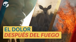 Los INCENDIOS y la TRAGEDIA ecológica de CORRIENTES como NUNCA la viste lo que el FUEGO dejó [upl. by Doggett693]