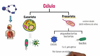 Célula Procariota [upl. by Nirb]