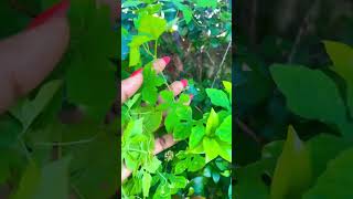 Cerasee plant 🌱 excellent cleanser for the blood like share jamaicanstyle [upl. by Latvina]