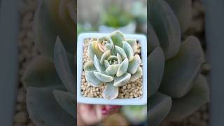 Echeveria Runyonii Variegated echeveria varigated succulent succulentvarieties plants [upl. by Tu]