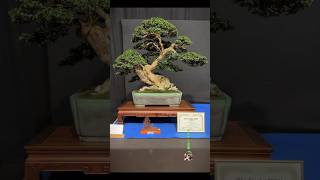 Buxus  Trophy Bonsai Show 2024 bonsai bonsaitree bonsaishow bonsaipot tree bonsaiart [upl. by Arayt891]